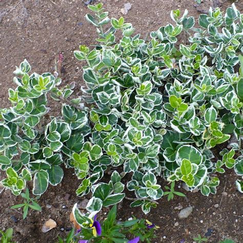 Photo Of The Entire Plant Of Wintercreeper Euonymus Fortunei Var