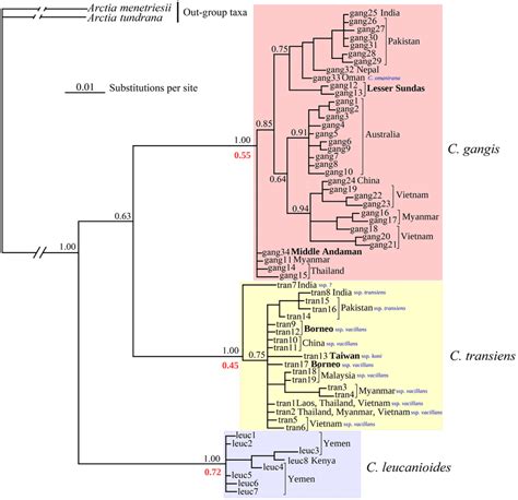 Fifty Percent Majority Rule Consensus Phylogenetic Tree Of Creatonotos