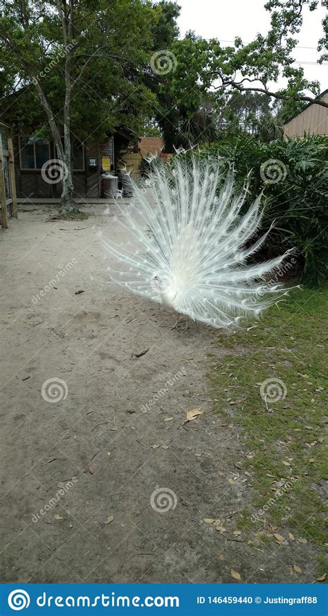 Albino Peacock with White Tail Feathers Spread Large Looking for a Mate ...