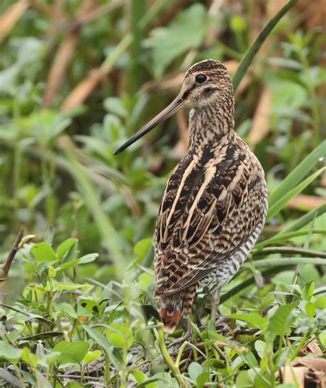 Stephen Burch S Birding Dragonfly Website Pin Tailed Snipe