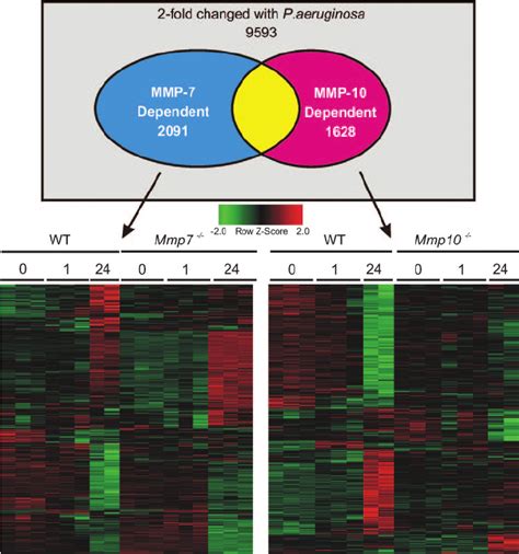 Matrilysin And Stromelysin Control Different Transcriptional