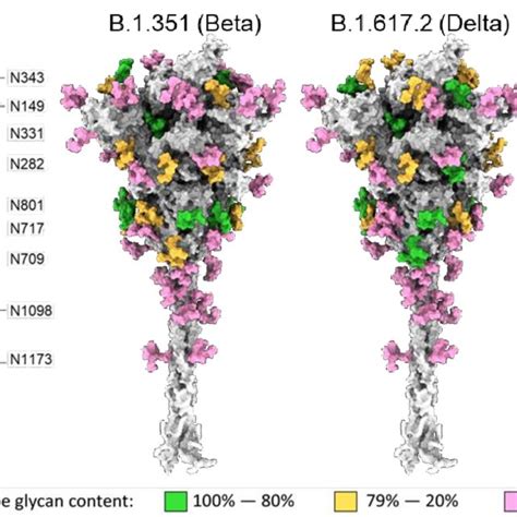 Map Of The Site Specific Glycosylation Of The SARS CoV 2 S Protein