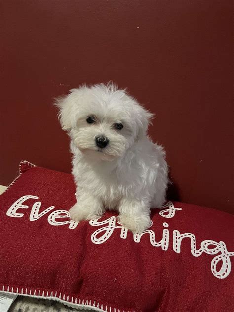 Very cute maltese-shihtzu mix puppy