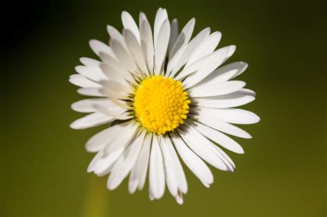 Symbolic Meaning of the Daisy | Deep Insights About the Daisy in Myth ...