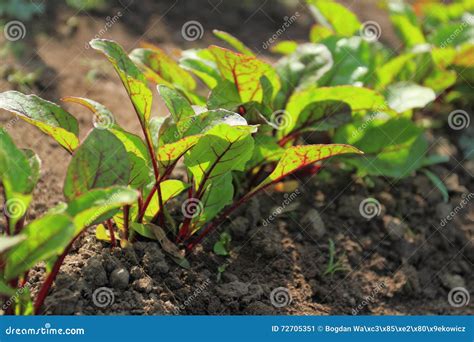 Jardim Vegetal Com Plantas Das Beterrabas Imagem De Stock Imagem De