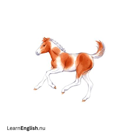 Farm animals vocabulary in English - learn english