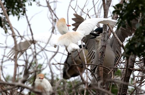 Herons and egrets and fights, oh my! | Texas WIld