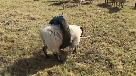 Funny Sheep Having Fun In A Tire Swing Youtube