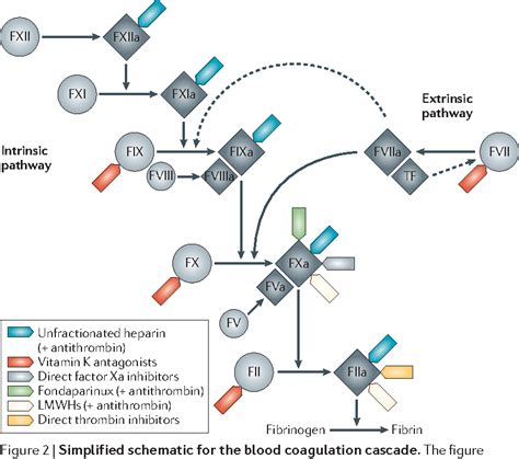 Rivaroxaban Mechanism Of Action