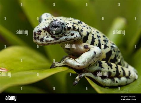 Tiger tree frog hi-res stock photography and images - Alamy