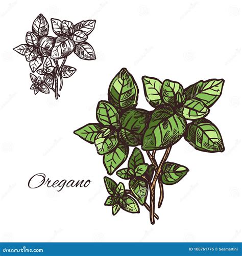 Oregano Seasoning Vector Sketch Plant Icon Stock Vector Illustration