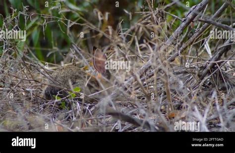 Desert cottontail rabbits Stock Videos & Footage - HD and 4K Video Clips - Alamy