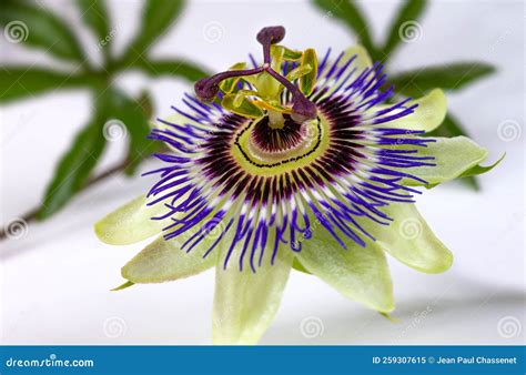 Blue Passionflower Passiflora Caerulea Medicinal Flower Stock Image