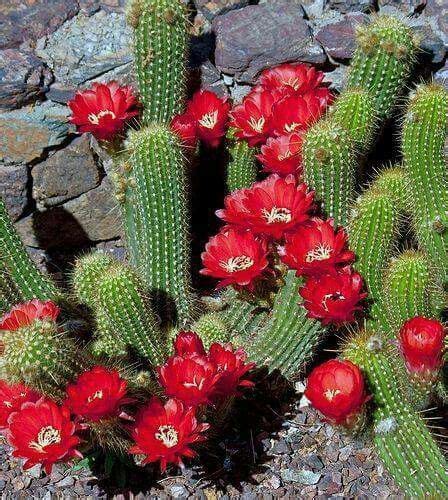 Pin By Tena Whitt On I Luv Plants Flowers Cactus Plants Cactus