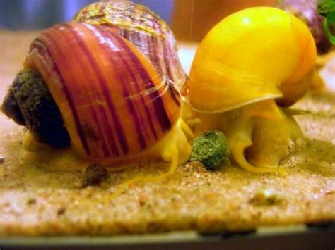 Mysteri Se Schnecke Pflege Lebensdauer Zucht Futter Mehr