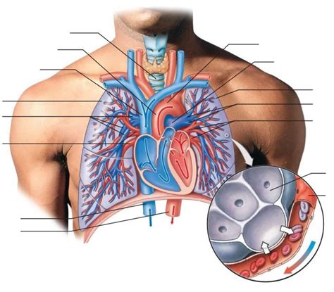 Pulmonary Circuit Diagram | Quizlet