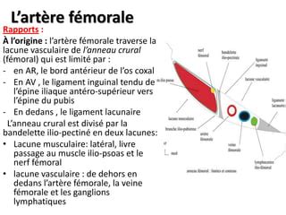 Anatomie Vascularisation Du Membre Inferieur Pdf