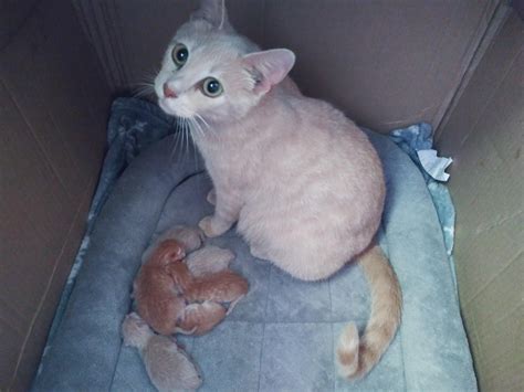 Angel, my 10 month old cat, gave birth yesterday to 6 healthy kittens