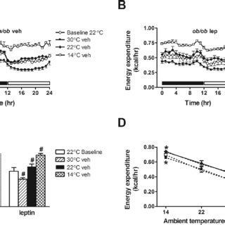 Effect Of Leptin Treatment On Energy Expenditure At Different Ambient