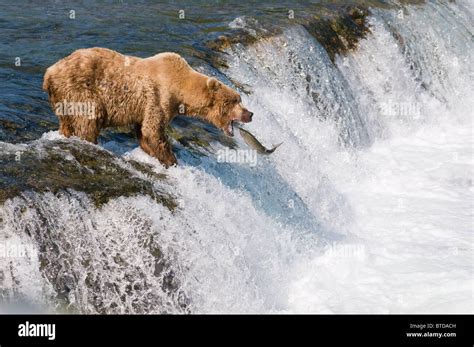 Adult Brown Bear fishing for salmon at top of Brooks Falls, Katmai ...