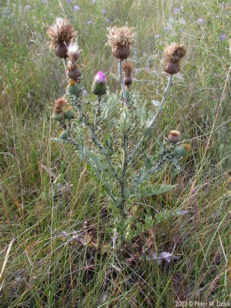 Cirsium Flodmanii Flodmans Thistle Minnesota Wildflowers