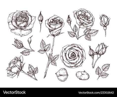 Aggregate more than 70 rose with thorns sketch best - seven.edu.vn