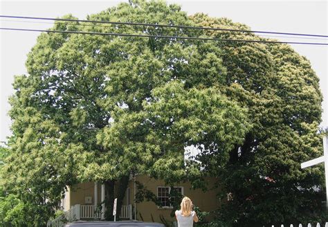 Chestnut, Chinese | Notable Trees