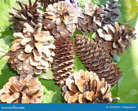 Types Of Pine Cones