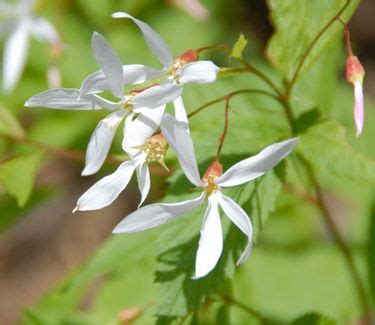 Gillenia Porteranthus Trifoliata Bowman S Root From Pleasant Run Nursery