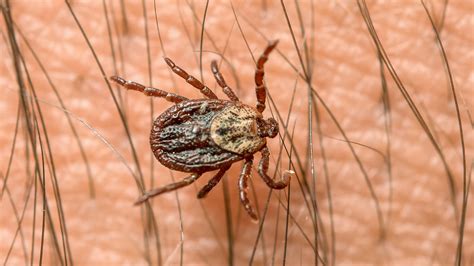 Hirschlausfliege Vorsicht vor fliegender Zecke kann gefährlichen