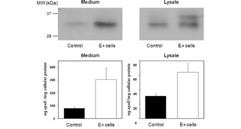 Stable Transfected Sw Cells Overexpressing Apoe Apoe Elisa Was