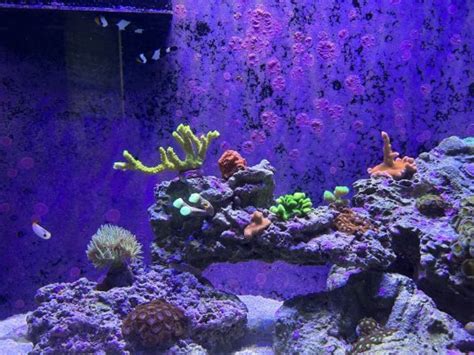 Build Thread 72 Gallon BowFront REEF2REEF Saltwater And Reef