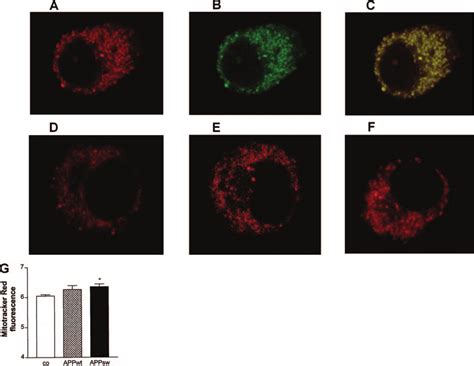 Staining of mitochondria in APP-transfected PC12 cells. A, APPsw PC12 ... 