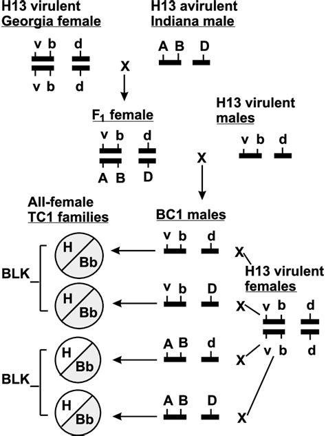 Schematic Of The Mating Strategy Used To Develop A Mapping Population Download Scientific