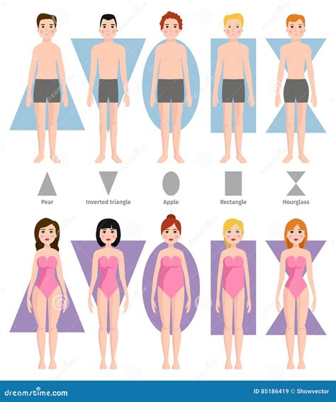 Ejemplo Del Vector De Diversos Tipos De La Forma Del Cuerpo Ilustraci N