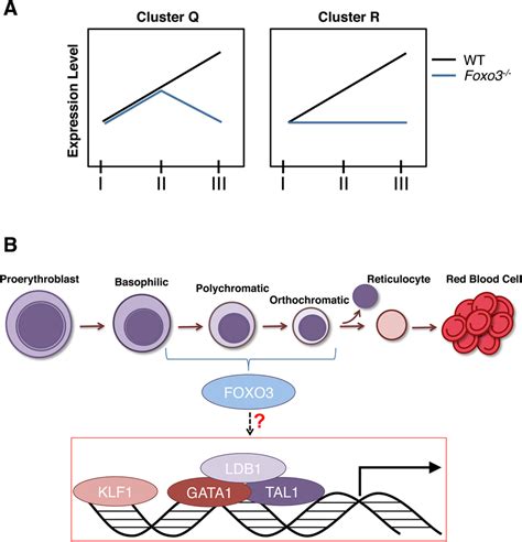 Model A Depiction Of Expression Of Clusters Q And R Genes In