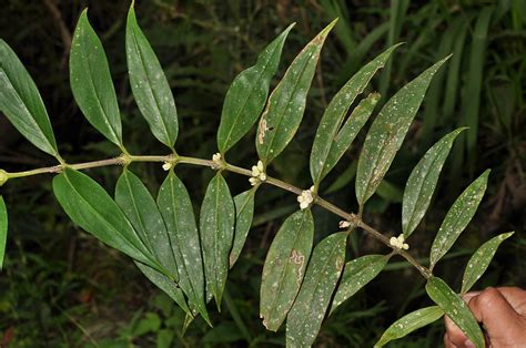 Hedyotis Rigida Rubiaceae Image At Phytoimages Siu Edu