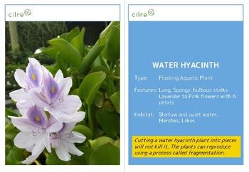 Aquatic Plants Flash Cards By Cilre Teachers Pay Teachers