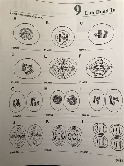 Outline The Phases Of Meiosis