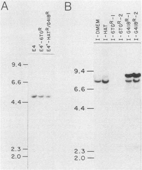 Southern Blot Analysis Of Revertants E4 And I Genomic Dna 10 Ug Was