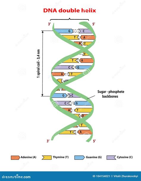 DNA Structure Double Helix on White Background. Nucleotide, Phosphate ...