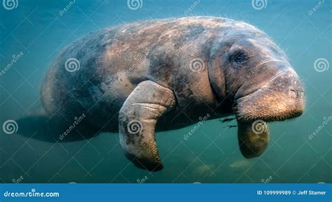 Manatee Flyby stock image. Image of manatees, homosassa - 109999989