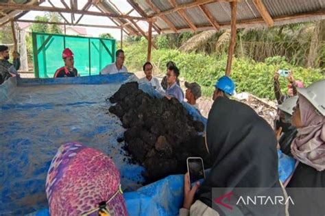 Berita Baik Limbah Sawit Bisa Diolah Jadi Pakan Ikan Dengan Teknologi