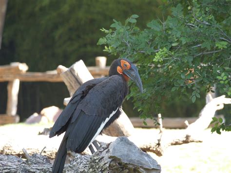 Definitive Guide To Southern Ground Hornbill Facts, Habitat ...