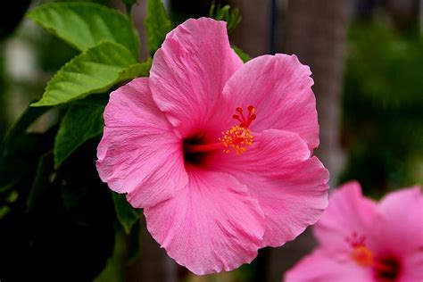 Pink Hibiscus Photograph By Galina Kolpatcheva