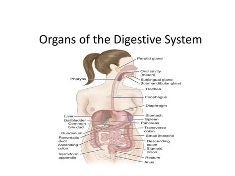 Ppt Assessment Of Digestive And Gastrointestinal Function Powerpoint