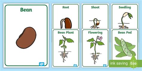 Bean Plant Life Cycle