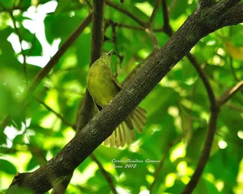 Оливник палаванський - факти, дієта, ареал і фотографії на Animalia.bio