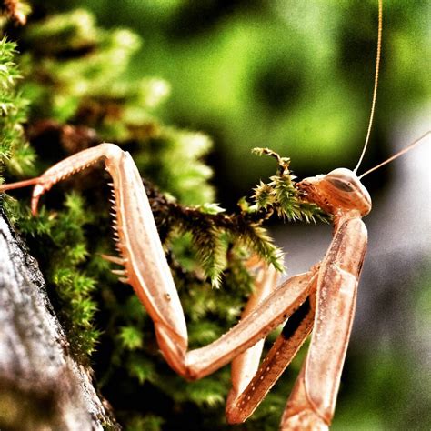 Lovka. | alanob01 | Flickr