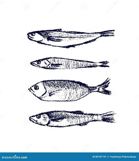 Hand Gezeichnete Fische Vektor Abbildung Illustration Von Flosse